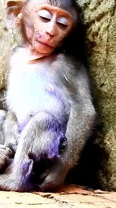 The Silent Suffering of Wild Monkeys: Hunger, Fear, and Isolation 💖🌿 #baby #NewsUpdate #monkey #Very #reels #Leo #newborn #cute #milkyway #crying | Monkey history 2024