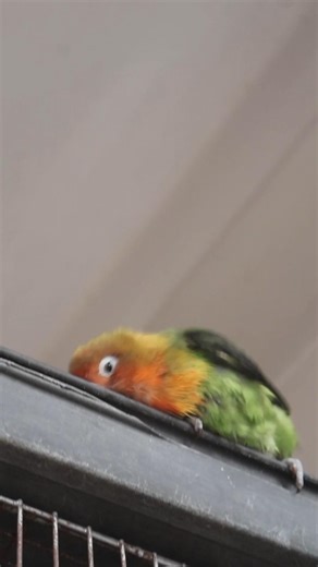 Lovebirds are grooming themselves after a bath #lovebirds #grooming #bathtime #birdslovers #pets