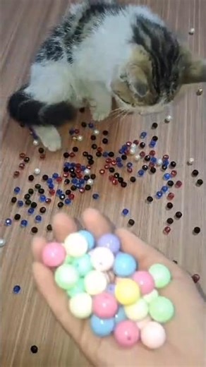Cat Bella Beads 🌈🌸Reverse video#marblerunandmore #cat #reverse