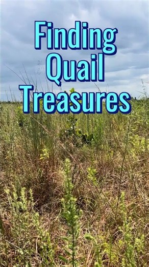 Quail Treasures