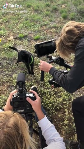 Cats first model job #cats #photomagic #phototips #tiktokcats #fyp