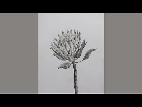 How To Draw A King Protea Flower Step By Step: Pencil Sketch King Protea Flower Drawing