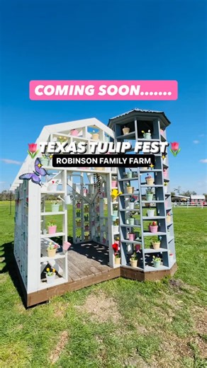 🌷Texas Tulip Fest is Coming March 7th Follow @theaustintourist for more updates! Get ready to explore the @therobinsonfamilyfarm, located in Temple, TX, just an hour from Austin. Over 200,000 tulips have been planted, and they expect to be ready for visitors around mid-March. Enjoy picking tulips, food trucks, a wine and beer garden, and delicious desserts. You can also explore over 20 attractions, including a Mega Slide, Zipline, Axe Throwing, and Farm Animals that are included with your ticke
