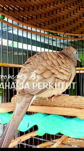 Zebra Dove Calls – Calming Bird Relaxing 123 | #birds #birdsounds #birdsong #animalsongs