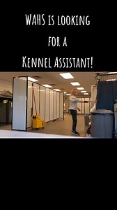 Have you ever been curious about what the Kennel Assistant job involves? This video covers everything you need to know, because WAHS has an open Kennel Assistant position! Our team is seeking someone reliable, active, and responsible, with a flexible schedule. Morning shifts are from 7-11AM, and evening shifts are from 3-7PM. Must be able to work some weekends and holidays. Previous experience with dogs is highly preferred. Learn more about the part-time job requirements, responsibilities, and d