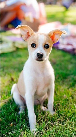 Photographing a Stranger's Puppy 🐶 #dogportraits #puppyvideos #cutedog #dogphotography