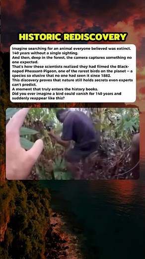 A bird thought lost since 1882… filmed again. #curiosity #mistery