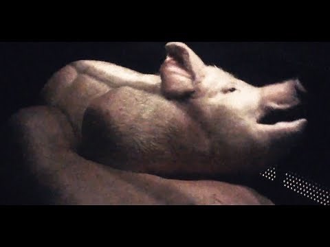 Gruesome footage reveals cruelty at French abattoir