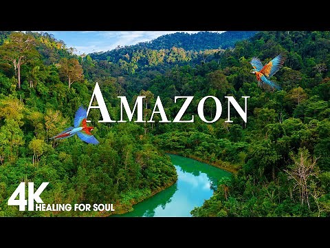 Amazon 4K - The World’s Largest Tropical Rainforest | Jungle Sounds | Scenic Relaxation Film