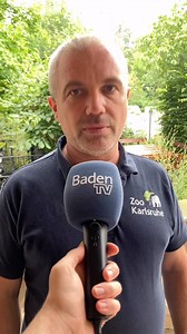 Kap, der Eisbär im Zoo Karlsruhe, musste heute eingeschläfert werden. Ein trauriger Tag für alle Tierfreunde. Zumindest ein bisschen tröstet sich der Zoo aber damit, dass Kap mit MiKa noch einen gesunden Nachkommen gezeugt hat. 🐻‍❄️ | Baden TV