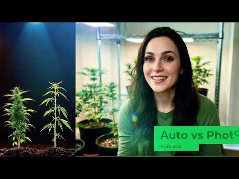 Autoflower vs Photoperiod – Welche ist wirklich besser? #growtipps #growcraftlab #indoorgrow #seeds