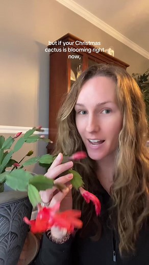 Understanding Your Christmas Cactus vs. Thanksgiving Cactus