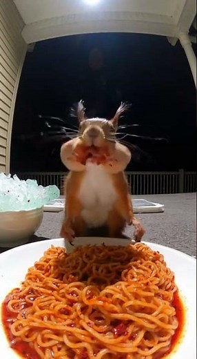 Squirrel Tries Ghost Ramen And BREAKS 🔥😳 #shorts #squirrel #reaction #funnyanimals #spicychallenge