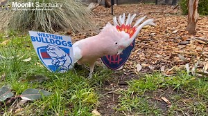 Who will win the 2021 AFL Grand Final? We asked some of the animals to decide. With nothing but each team’s logos on a stand, some of the animals were very sure of their choice of winner, others not so much. www.moonlitsanctuary.com.au #FindYourWayMorningtonPeninsula #visitfrankston #visitmelbourne | Moonlit Sanctuary Wildlife Conservation Park