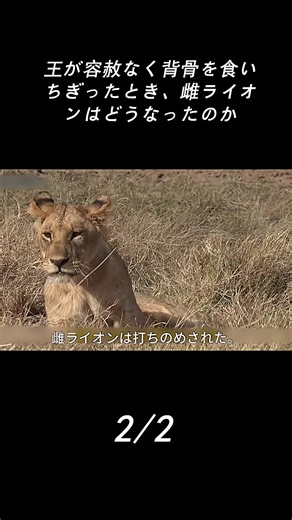 Lioness in Natural Habitat: A Captivating Showcase