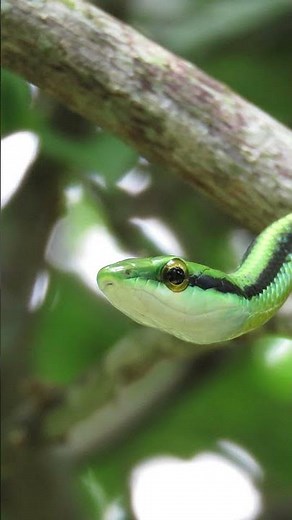 7 Shocking Facts About Snakes You Didn’t Know 🐍 | Nature’s Silent Hunters