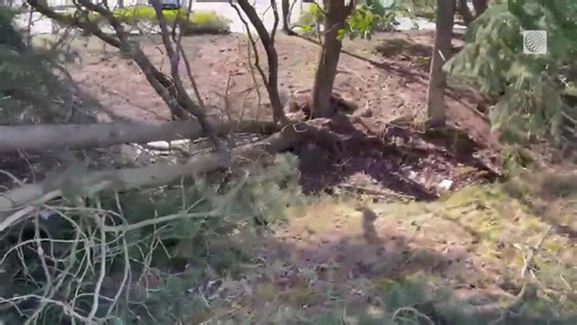 Clean up in Nanaimo, BC after a storm left tree branches and debris scattered in some neighbourhoods