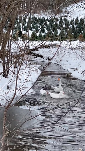 203K views · 12K reactions | Refreshing | The Ice Farm | Facebook