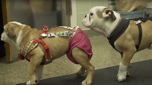 Stem Cell Treatment Restores Leg Movement In Two Puppies With Rare Birth Defect
