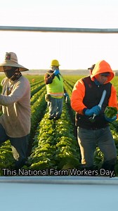 34K views · 683 reactions | Drop a ❤️ in the comments to show your appreciation for the hardworking farm workers who bring fresh food to our tables! ‍ #NationalFarmWorkersDay #ThankAFarmWorker #KnowYourFood #FreshFood | Western Growers | Facebook