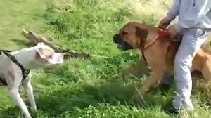 Pitbull vs bullmastiff.  Pitbull looks at bullmastiff.