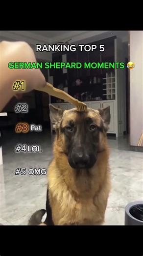 Top 5 GERMAN SHEPARD Moments 😂🐶 These pups look scary but are hilarious 😭💀 #funny #cute #dogs