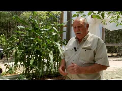Growing Corn In Aquaponics