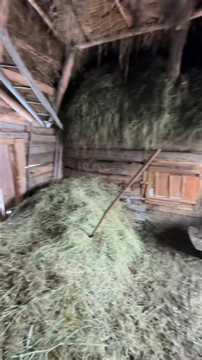 What does patience taste like? In a Romanian village where the horizon is stitched with fence posts and smoke from low chimneys, a cow in an old barn works her jaw with ecclesiastical devotion, turning last autumn’s hay into something resembling eternity. The hay was cut before the frost, when the fields were still brassy and fragrant, when men swung scythes in wide, pendular arcs as if conducting an orchestra only the earth could hear. Now it lies between her teeth, dry and sun-cured, and she c