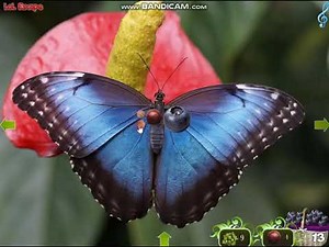 Rainforest Adventure Walkthrough Video