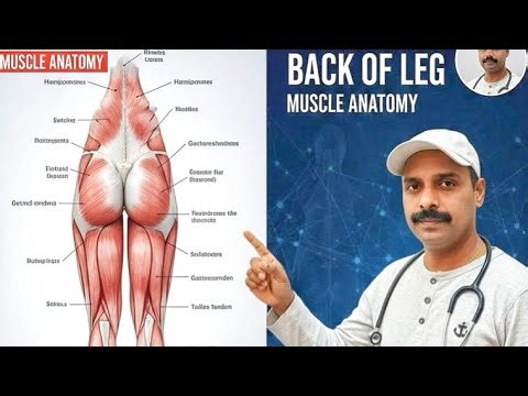 || Back of Leg Dissection || Dr Jineshwar A. Yaligouda M.D. Professor & H.O.D Department of Anatomy.