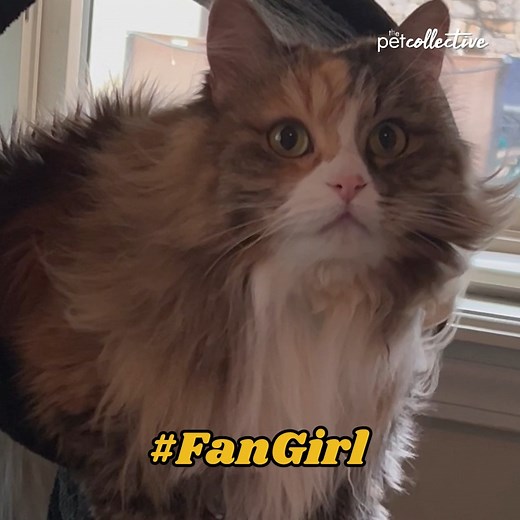 Last stop and straight on until morning! Please enjoy part 3 of our Best Pets Of The Month! 🐈 | The Pet Collective