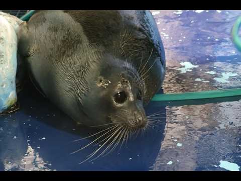 stream TEN! (read desc)