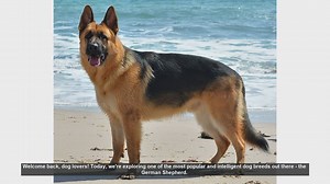 Top 10 Fascinating Facts About German Shepherds