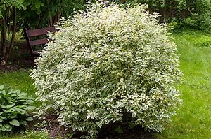 Exploring the Versatile Beauty of Dogwood Shrubs | LoveToKnow