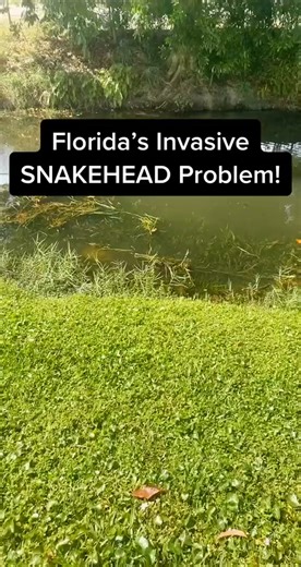 YT - Robs Aquatics #fish #fishing #fisherman #fishtok #aquarium #fishtank #fisher #pet #petlover #pets #florida #snakehead #fyp #fypシ #robsaquatics #fish #snakehead #aquarium #fishtank #fishing #petlover #florida #fishtok #fisherman #pets | Rob’s Aquatics