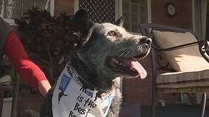 148K views · 5.1K reactions | When Mike and Joan Gourley adopted an...