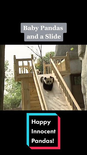 Adorable Baby Pandas Having Fun on the Slide