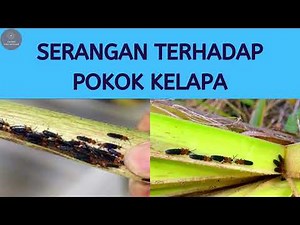 Racun Kumbang Brontispa (brontispa longissima)