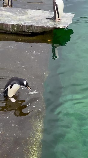 Swimming Gentoo Penguins at Edinburgh Zoo. Gentoos are the fastest swimming penguins in the world and can stay under water for up to 7 minutes. They’re perfectly designed for their environment and are truly incredible #penguinsoftiktok #penguins🐧🌿 #edinburghzoo #gentoopenguin #animalslover #wildlifeconservation #loveanimals❤️ #naturelover