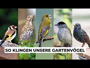 Häufige Vogelstimmen im Garten - Vogelstimmen lernen
