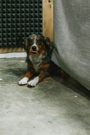 2.3K views · 44 reactions | Alright maybe 99% is exaggerating but there's never a dull moment with Luna and all the other fury friends here! #slc #dogsatwork | Springfield Leather Company | Facebook