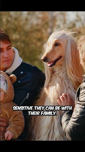 I Love Afghan Hounds