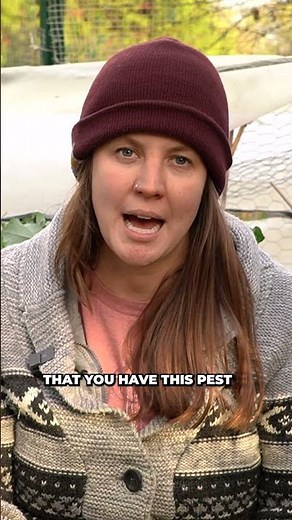 How to Prevent Cabbage Moth