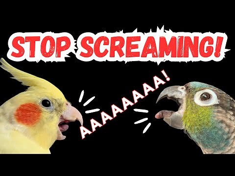 HOW TO STOP YOUR BIRD SCREAMING - reasons why parrots scream | BirdNerdSophie