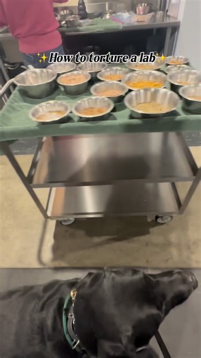 Kerry Hall- | We all know that labs are known for high food drive, but there can be more to it than that. About 1/4 of all labrador retrievers and flat... | Instagram