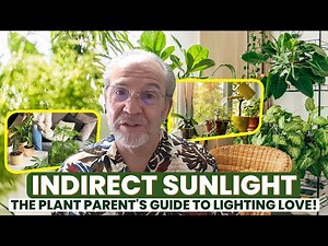Indirect Sunlight: The Plant Parent's Guide to Lighting Love