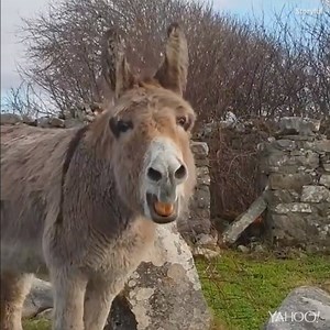 This opera-singing donkey serenades passers-by. 🎤🎶 | Yahoo UK