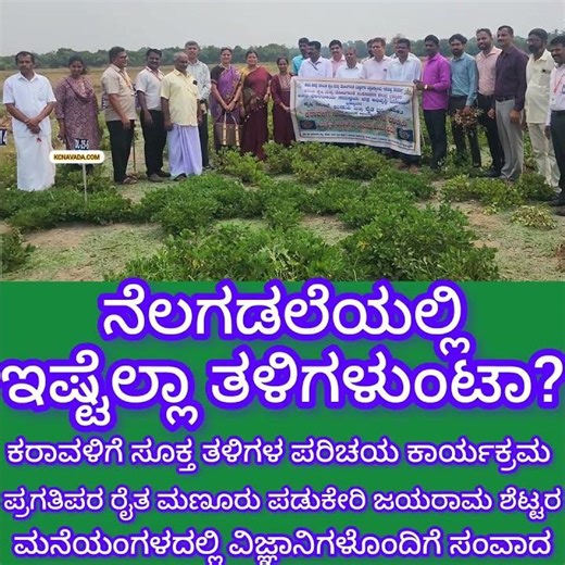 ಬಾದಾಮಿ of Poor ಇಷ್ಟೆಲ್ಲಾ ತಳಿಗಳುಂಟಾ? Groundnut Cultivation in Coastal Karnataka ಪ್ರಗತಿಪರ ಕೃಷಿಕರ ಮನೆ
