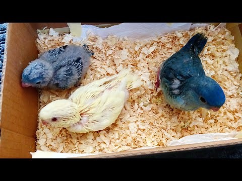 Évolution des bébés perruches catherine 2020