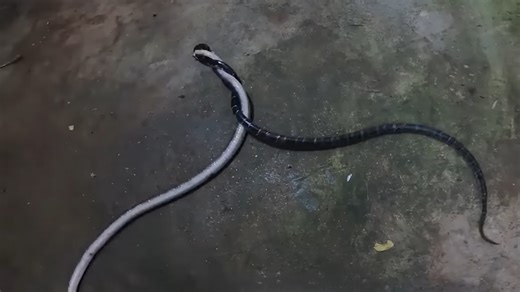 Watch what happens when two snakes get into a fight